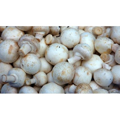 Mushrooms Button (250g)