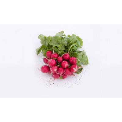 Radish with Leaves (Bunch)