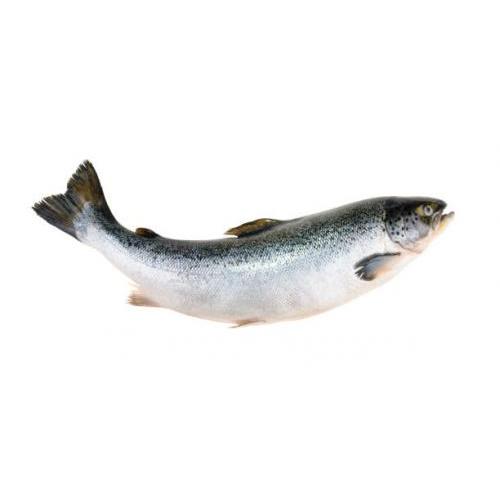 Salmon Whole /kg
