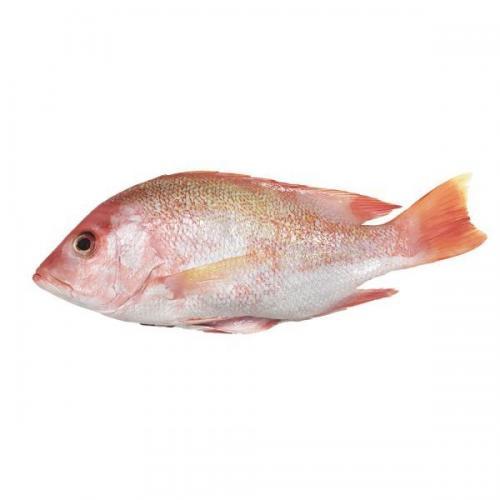Red Snapper (250g)