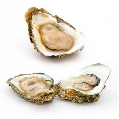 Fresh Oyster (Single)