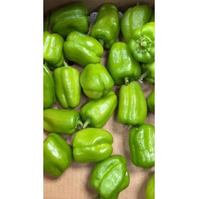 Peppers Turkish Dolma (250g)